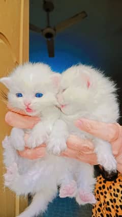 blue eyes pure persian kittens male and female available