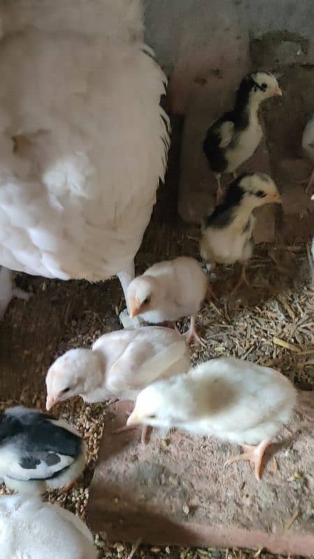 Heera Aseel Breeders & chicks|Shamo cross Black chicks|Mianwali chicks 0