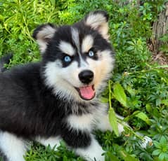 Husky puppies 03361777030