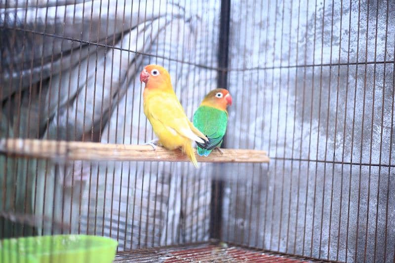 Birds full setup for sale 1