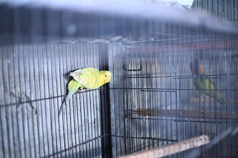 Birds full setup for sale 3