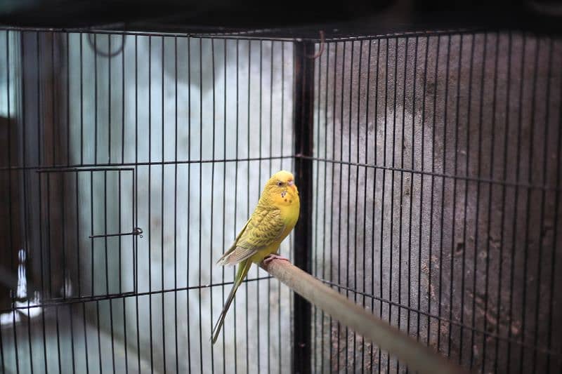 Birds full setup for sale 4