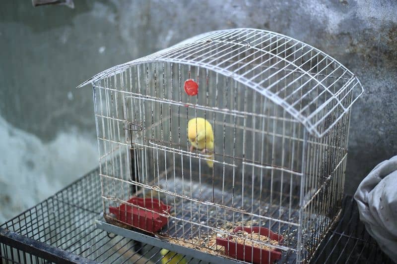 Birds full setup for sale 5