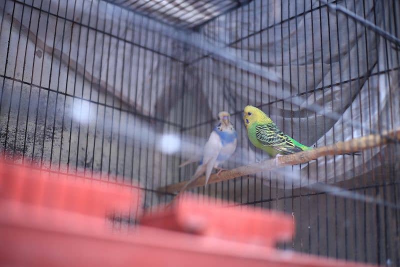 Birds full setup for sale 7