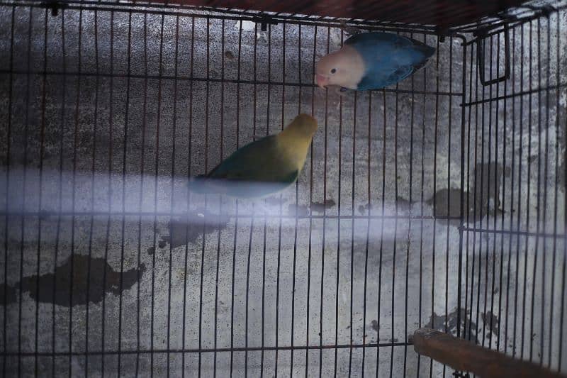 Birds full setup for sale 9