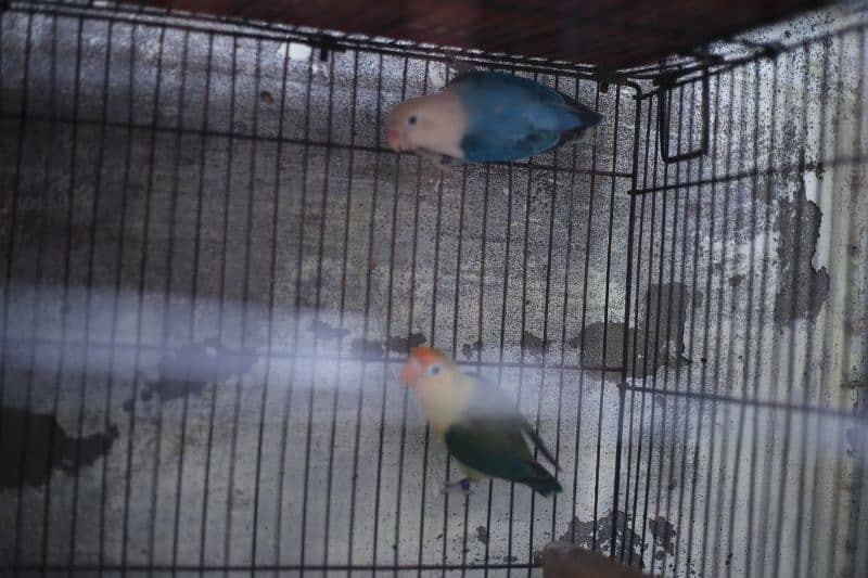 Birds full setup for sale 10