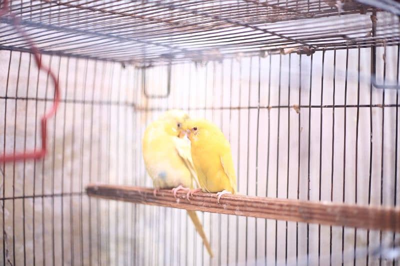 Birds full setup for sale 11