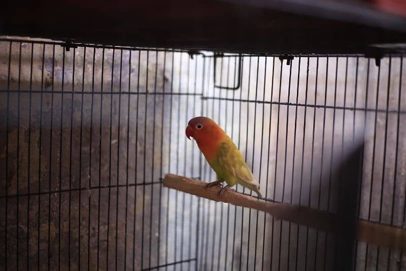 Birds full setup for sale 16