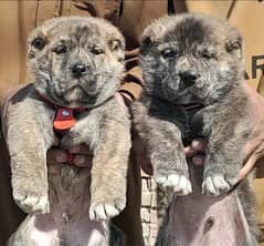 alabai puppies heavy born security dogs 2 months for sale