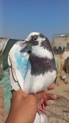 Dobaz male piegon for sale