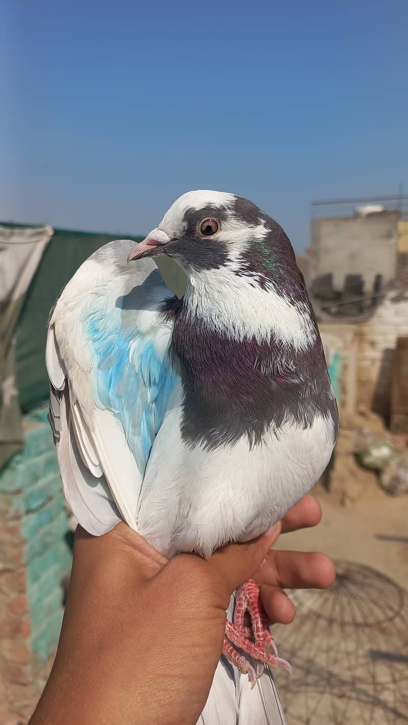 Dobaz male piegon for sale 0