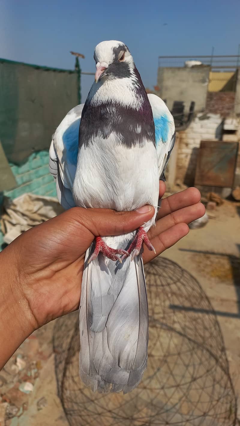 Dobaz male piegon for sale 2