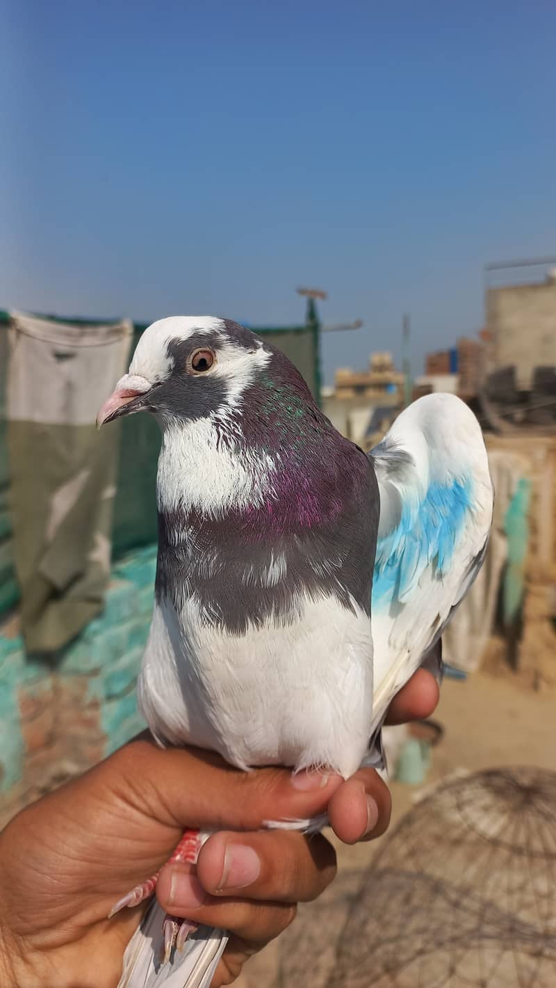 Dobaz male piegon for sale 3