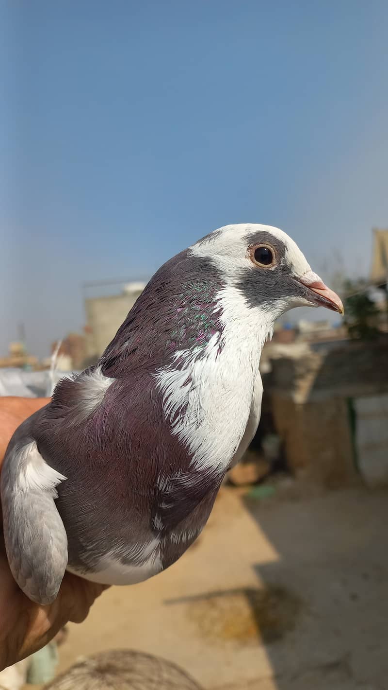 Dobaz male piegon for sale 4