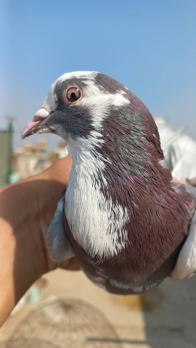 Dobaz male piegon for sale 5