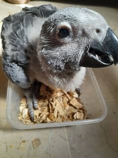 Congo Grey Parrot Chick