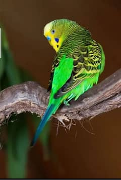 budgies parrot