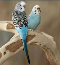 budgies