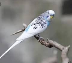 budgies