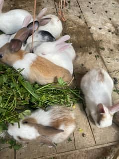 Rabbits bunny for sale