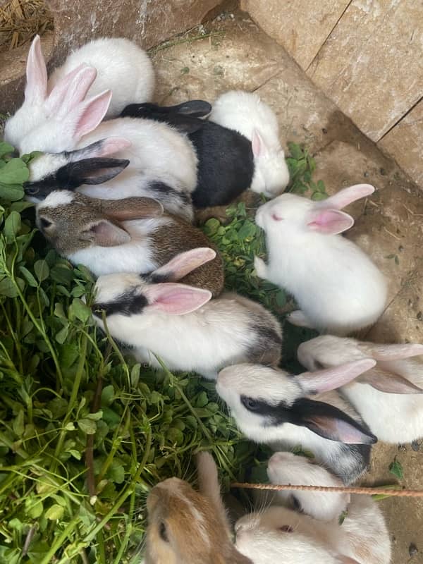 Rabbits bunny for sale 1