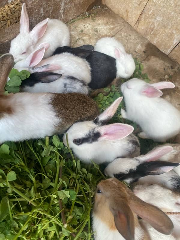 Rabbits bunny for sale 2