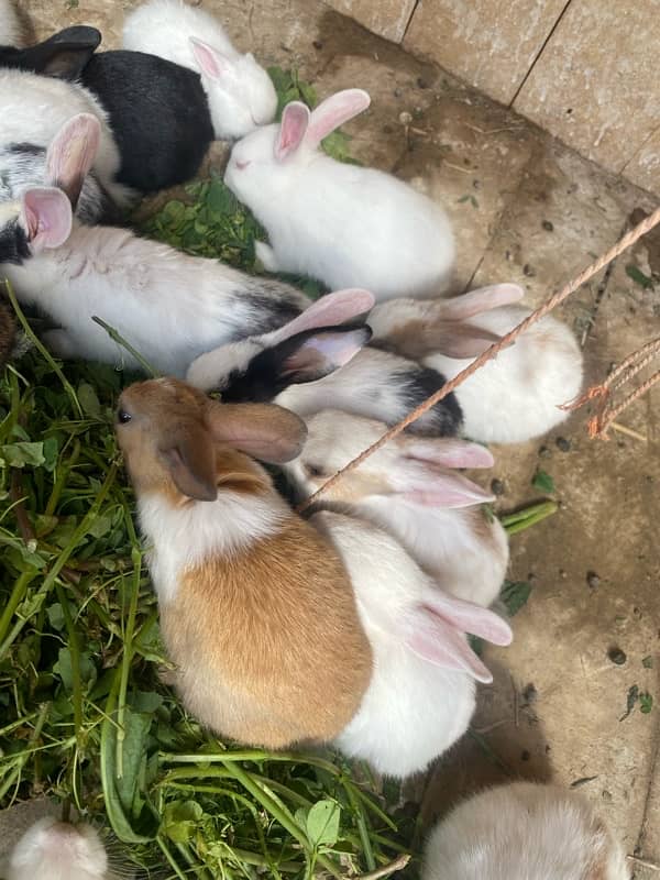 Rabbits bunny for sale 3