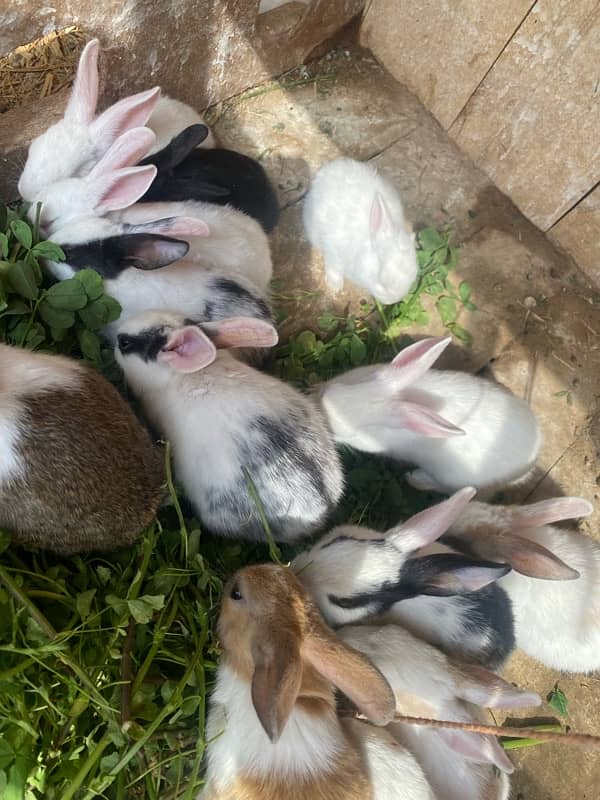 Rabbits bunny for sale 4