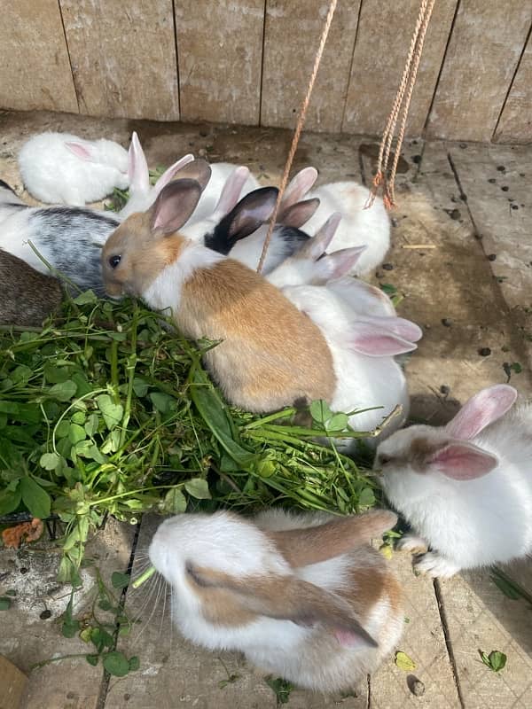 Rabbits bunny for sale 5