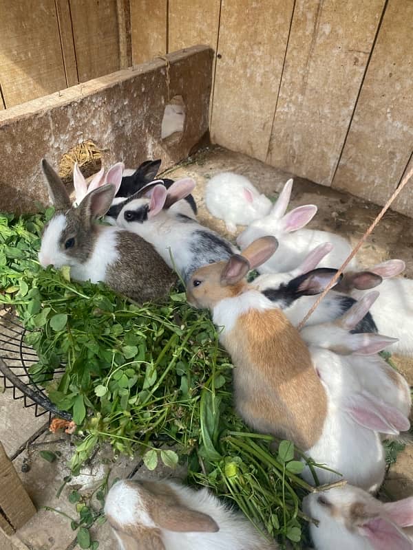 Rabbits bunny for sale 6