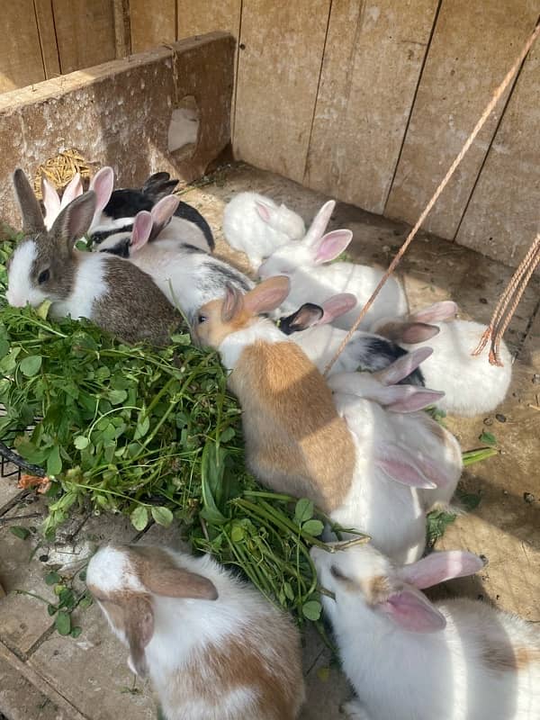 Rabbits bunny for sale 7