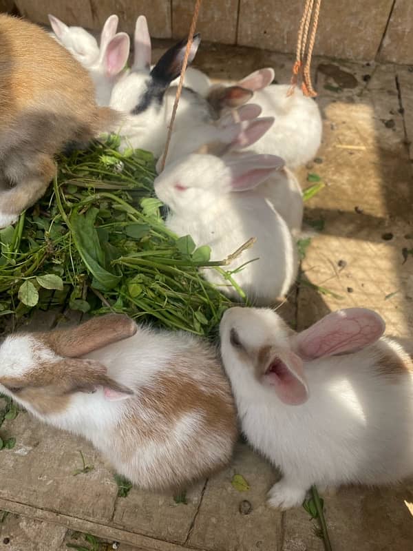 Rabbits bunny for sale 8