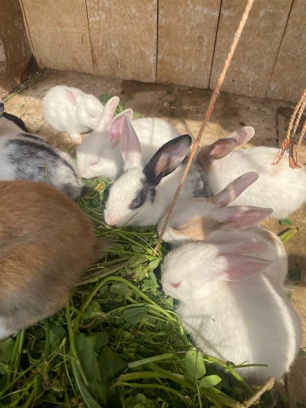 Rabbits bunny for sale 9