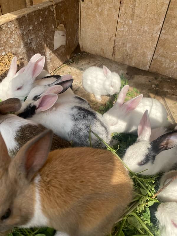 Rabbits bunny for sale 10