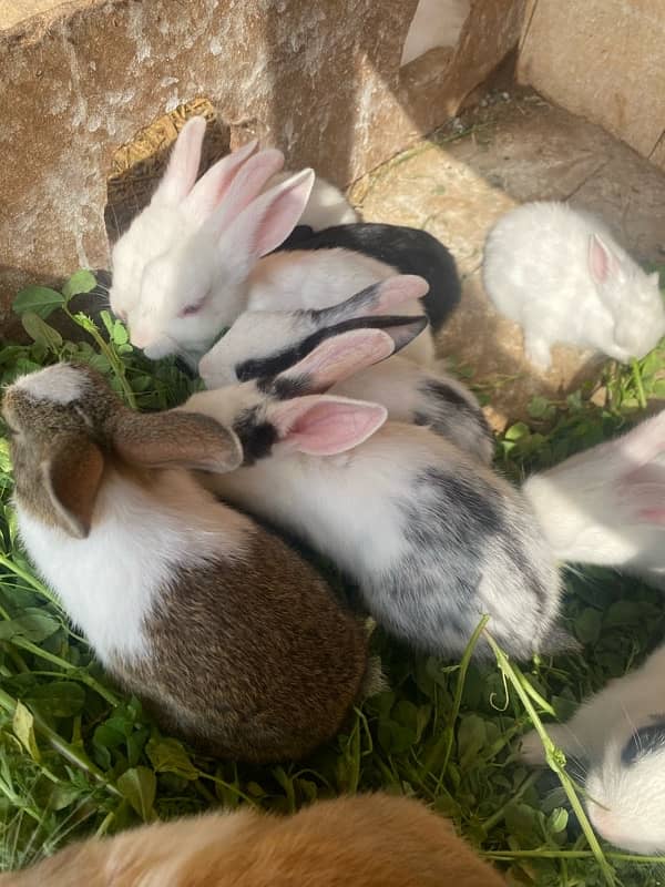 Rabbits bunny for sale 11