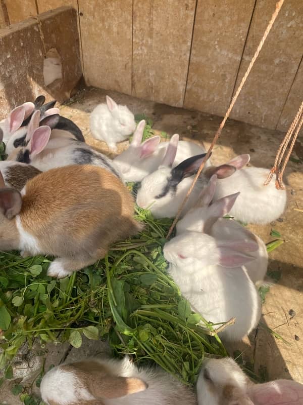 Rabbits bunny for sale 12