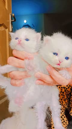 persian kittens pairs blue eyes