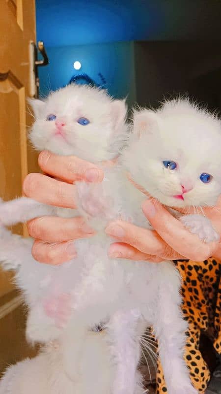 persian kittens pairs blue eyes 0