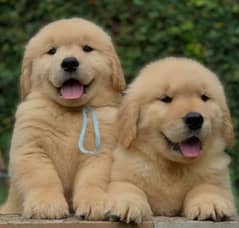 Golden retriever puppies 03361777030