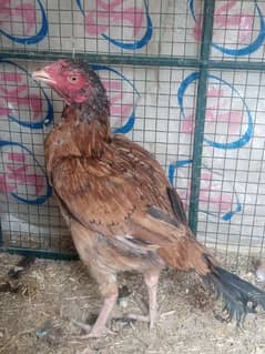 Aseel Hens for Sale