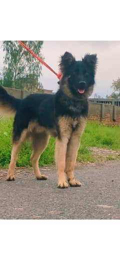 Belgium shepherd dog  for sale