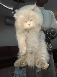 Persian cat