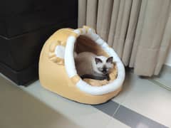 Siamese cat for sale