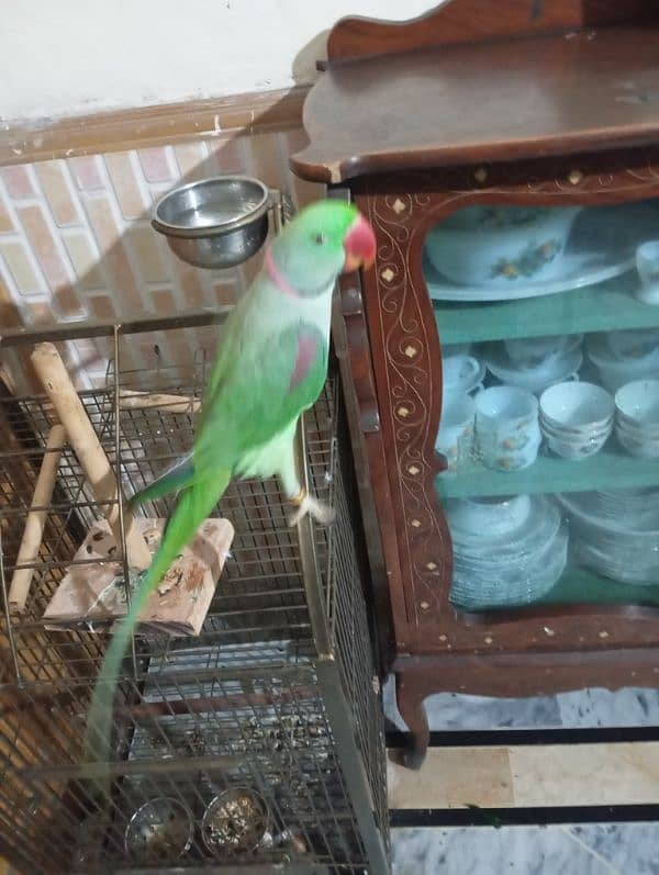 Raw parrot for sale 0