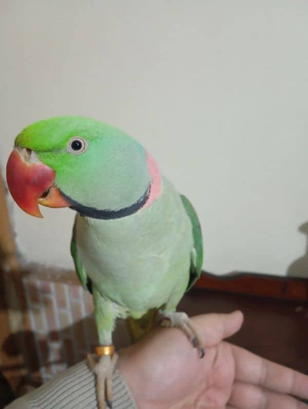 Raw parrot for sale 1