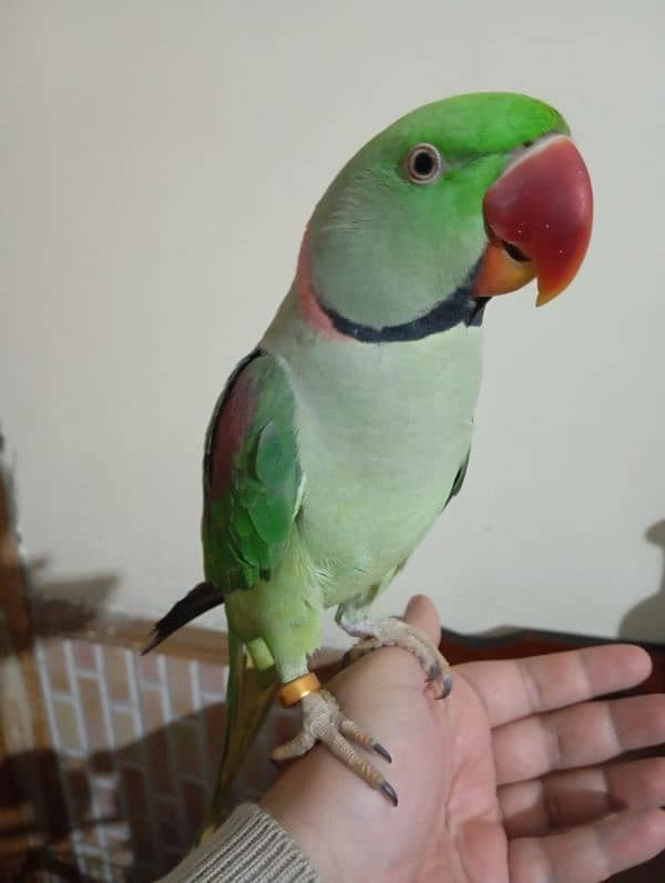 Raw parrot for sale 2