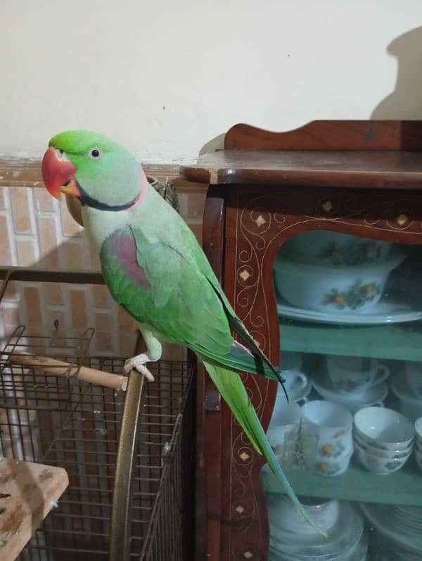 Raw parrot for sale 3