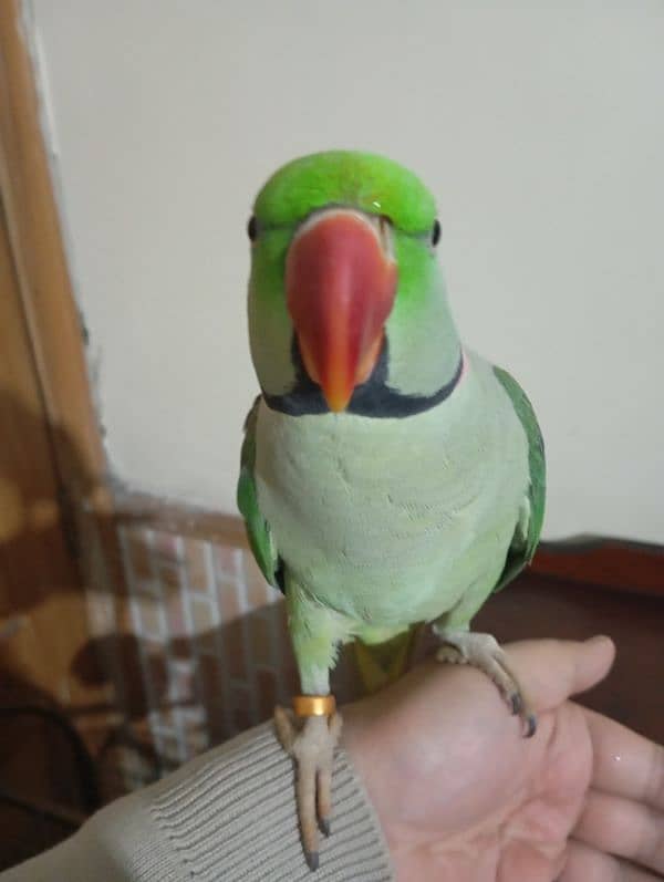 Raw parrot for sale 4