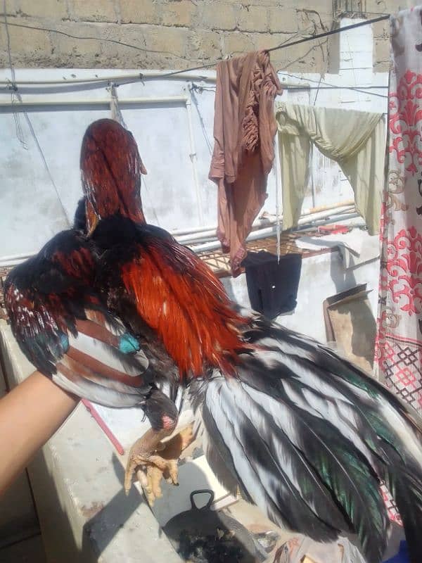 long hieght ASEEL minawali or narangi phata for sale urgent sell 3