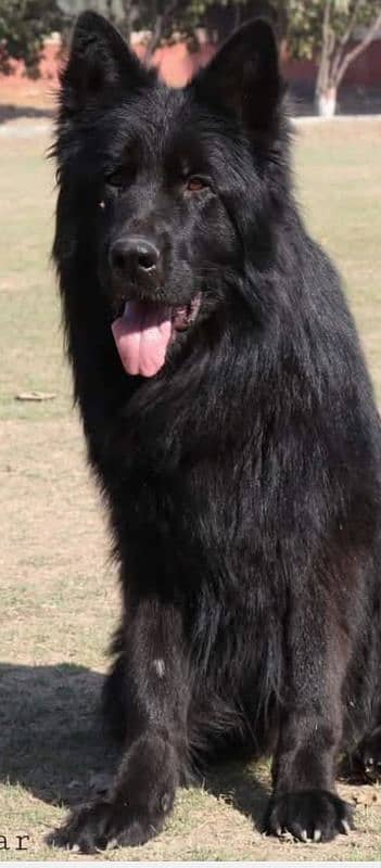 Beautiful Black Mask Gsd puppy imported parents 1